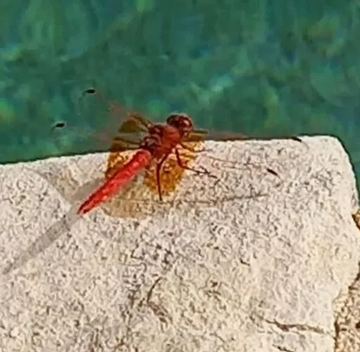 Casa de Férias Casa Do Sul São Brás de Alportel