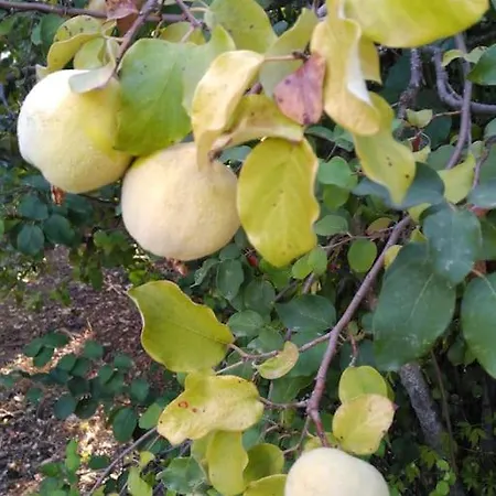 別荘 Casa Do Sul São Brás de Alportel