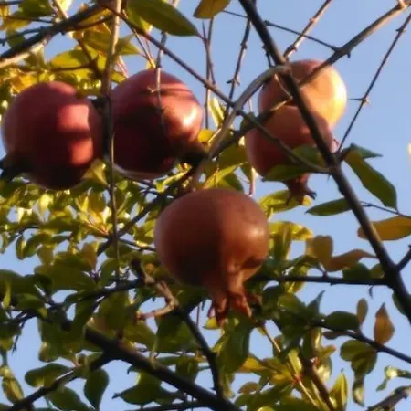 別荘 Casa Do Sul *