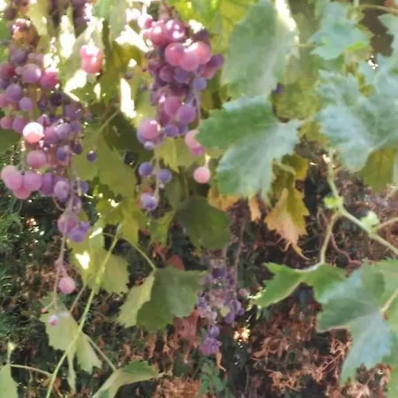 Casa Do Sul Дом отдыха *